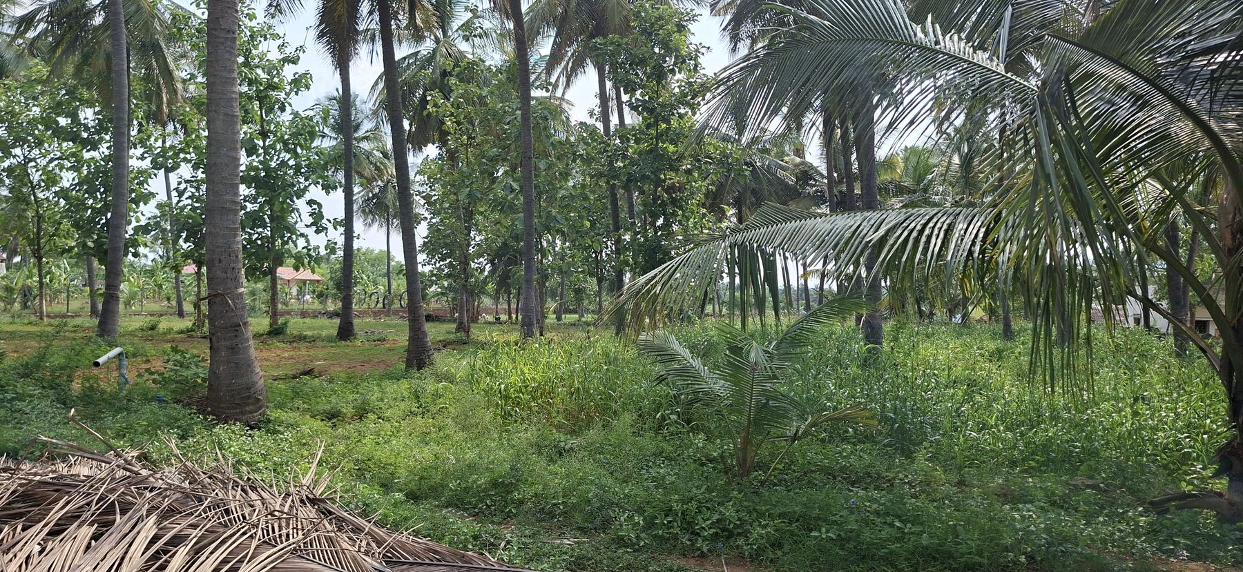 A VAES partner coconut farm